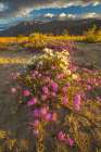 USA, California, Anza Borrego Desert State Park. Blooming desert flowers. Art Print